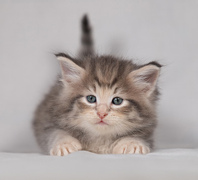 Bengt-Anders - 4 weeks old