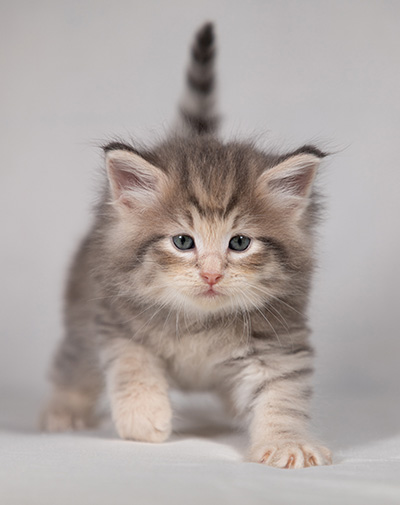 Bengt-Anders - 4 weeks old
