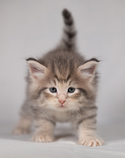 Bengt-Anders - 4 weeks old