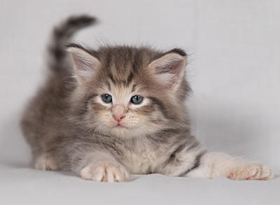 Bengt-Anders - 4 weeks old