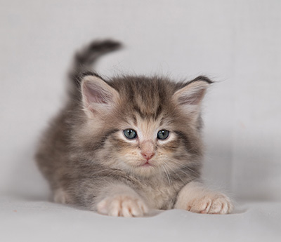 Bengt-Anders - 4 weeks old