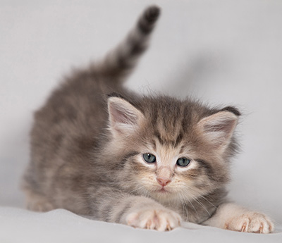 Bengt-Anders - 4 weeks old