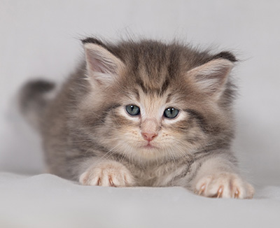 Bengt-Anders - 4 weeks old