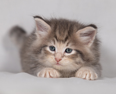 Bengt-Anders - 4 weeks old