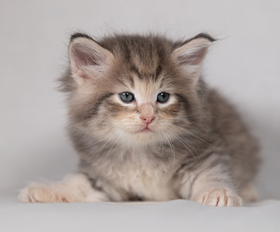 Bengt-Anders - 4 weeks old