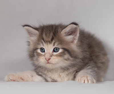 Bengt-Anders - 4 weeks old