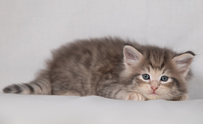 Bengt-Anders - 4 weeks old