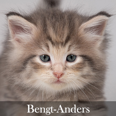Bengt-Anders