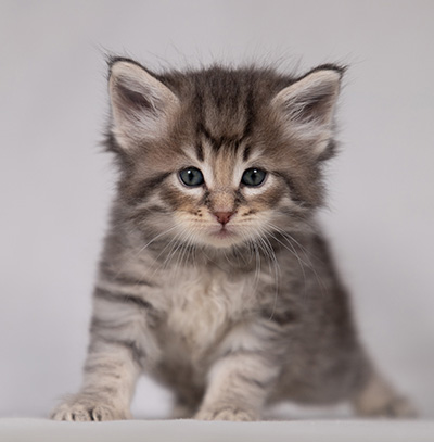 Bengt-Ivar - 4 weeks old