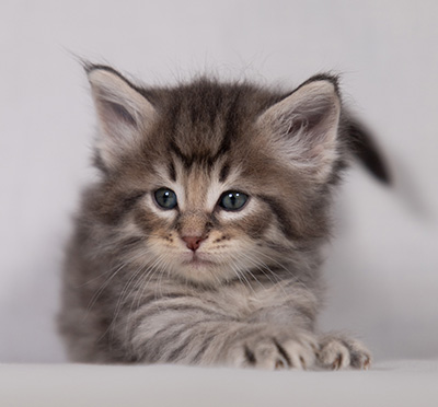 Bengt-Ivar - 4 weeks old