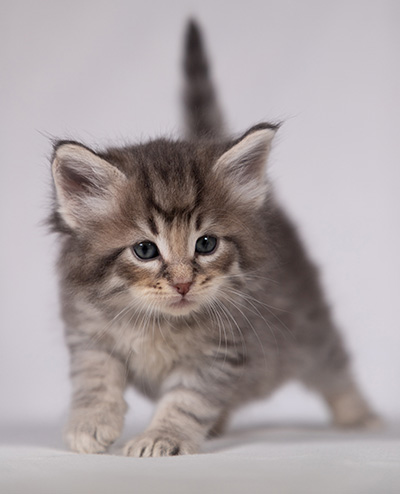 Bengt-Ivar - 4 weeks old