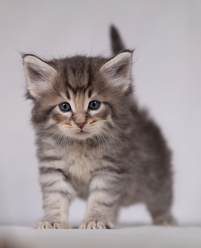 Bengt-Ivar - 4 weeks old