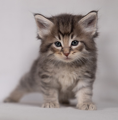 Bengt-Ivar - 4 weeks old