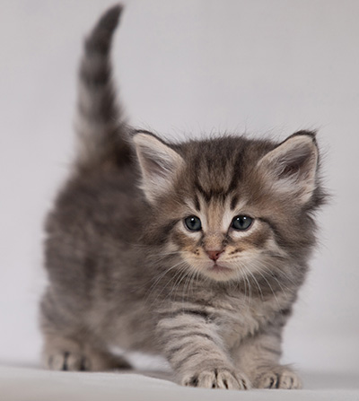 Bengt-Ivar - 4 weeks old