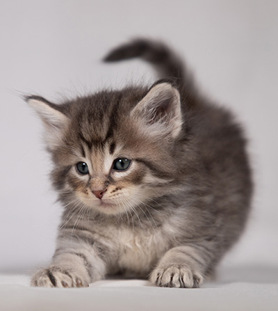 Bengt-Ivar - 4 weeks old