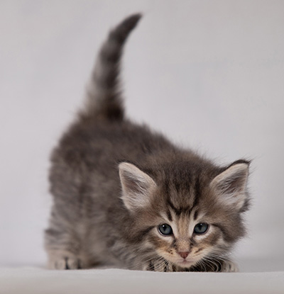 Bengt-Ivar - 4 weeks old