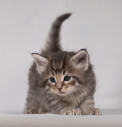 Bengt-Ivar - 4 weeks old