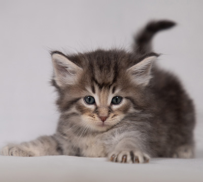 Bengt-Ivar - 4 weeks old