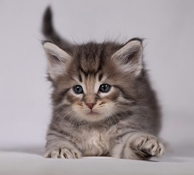 Bengt-Ivar - 4 weeks old