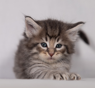 Bengt-Ivar - 4 weeks old