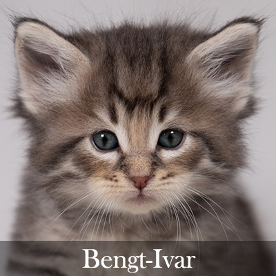 Bengt-Ivar