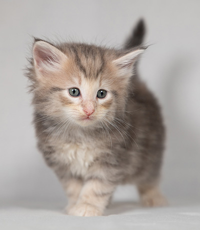 Bengt-Olov - 4 weeks old