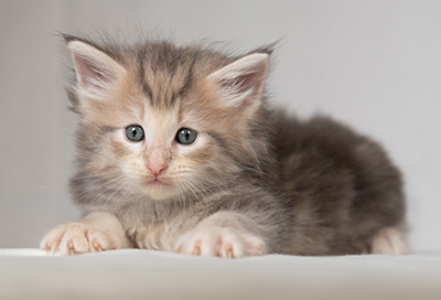Bengt-Olov - 4 weeks old