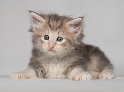Bengt-Olov - 4 weeks old