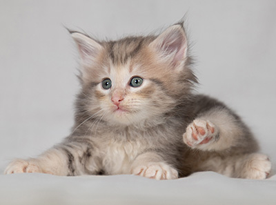 Bengt-Olov - 4 weeks old