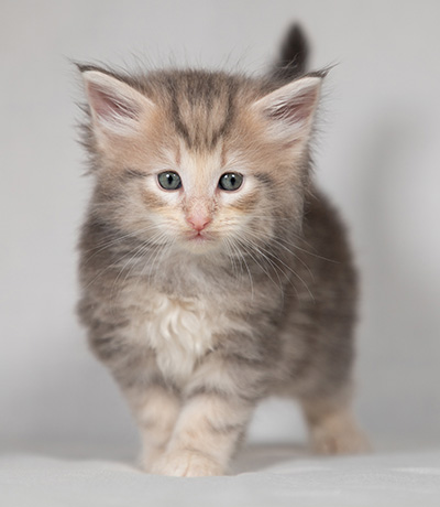 Bengt-Olov - 4 weeks old