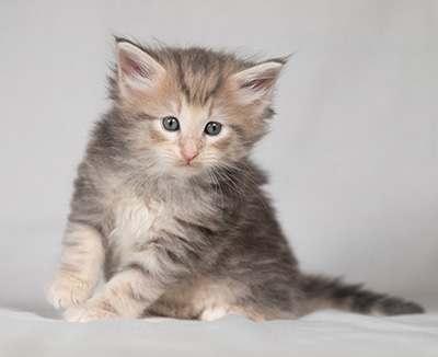 Bengt-Olov - 4 weeks old
