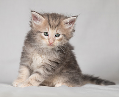 Bengt-Olov - 4 weeks old
