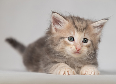 Bengt-Olov - 4 weeks old