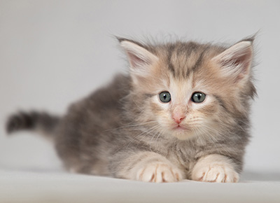 Bengt-Olov - 4 weeks old