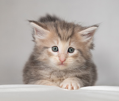Bengt-Olov - 4 weeks old