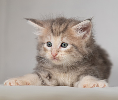 Bengt-Olov - 4 weeks old