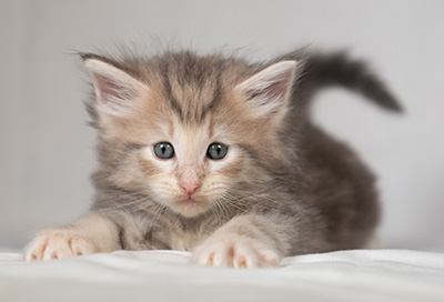 Bengt-Olov - 4 weeks old