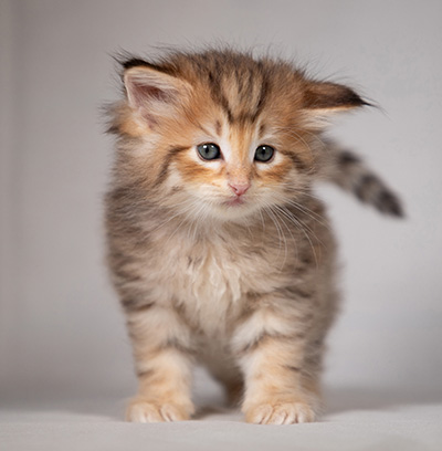 Bengt-Oskar - 4 weeks old