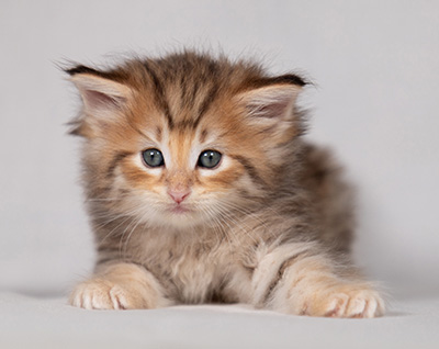 Bengt-Oskar - 4 weeks old
