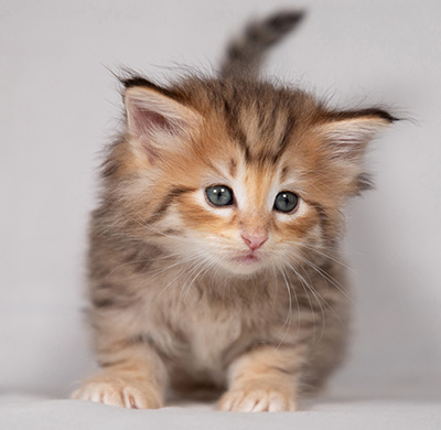 Bengt-Oskar - 4 weeks old