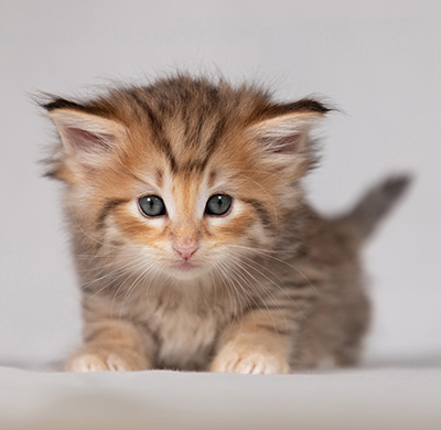 Bengt-Oskar - 4 weeks old