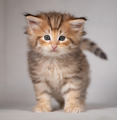 Bengt-Oskar - 4 weeks old