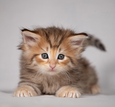 Bengt-Oskar - 4 weeks old