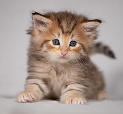 Bengt-Oskar - 4 weeks old