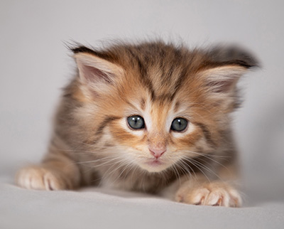 Bengt-Oskar - 4 weeks old