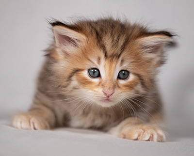 Bengt-Oskar - 4 weeks old