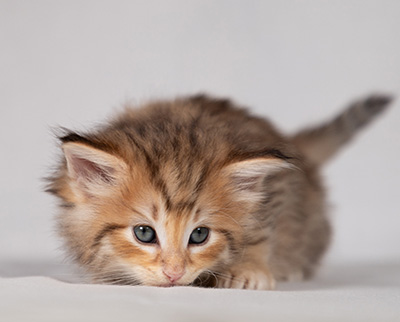 Bengt-Oskar - 4 weeks old