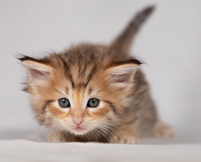 Bengt-Oskar - 4 weeks old