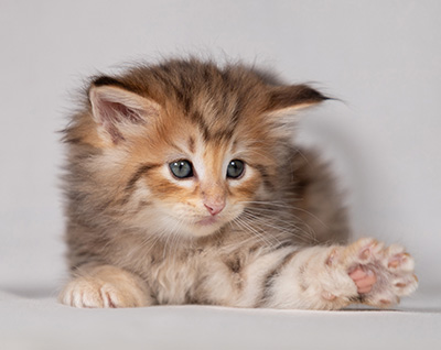 Bengt-Oskar - 4 weeks old
