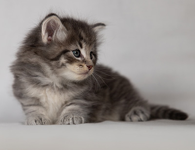 Betsy-Ann - 4 weeks old